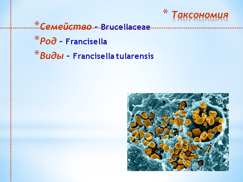 Таксономия Семейство – Brucellaceae Род – Francisella Виды – Francisella tularensis